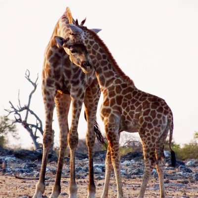 Namibia - Study Abroad Information Sessions